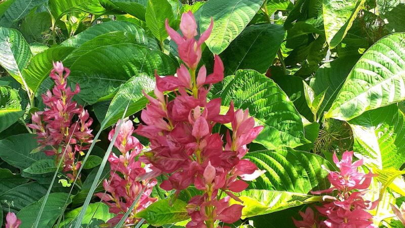 Venetia Park - Coral Gables, FL