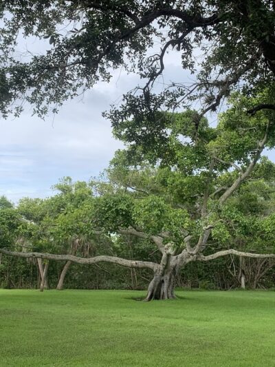 West Matheson Hammock Park - Coral Gables, FL