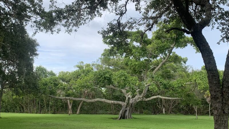West Matheson Hammock Park - Coral Gables, FL