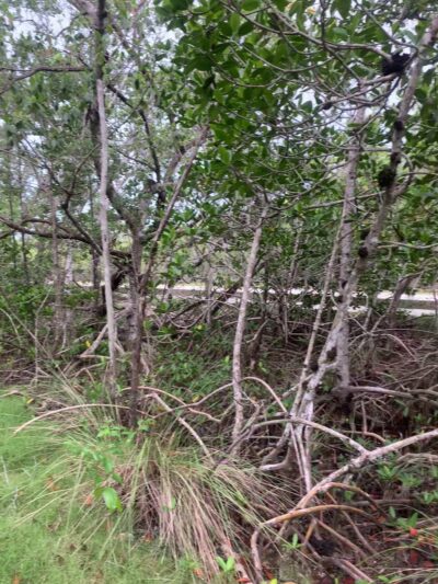 West Matheson Hammock Park - Coral Gables, FL