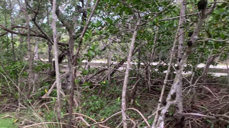 West Matheson Hammock Park - Coral Gables, FL