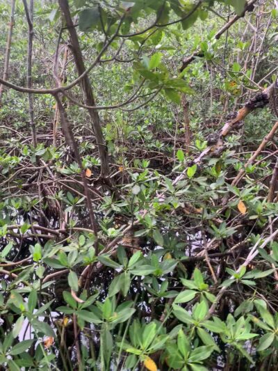 West Matheson Hammock Park - Coral Gables, FL