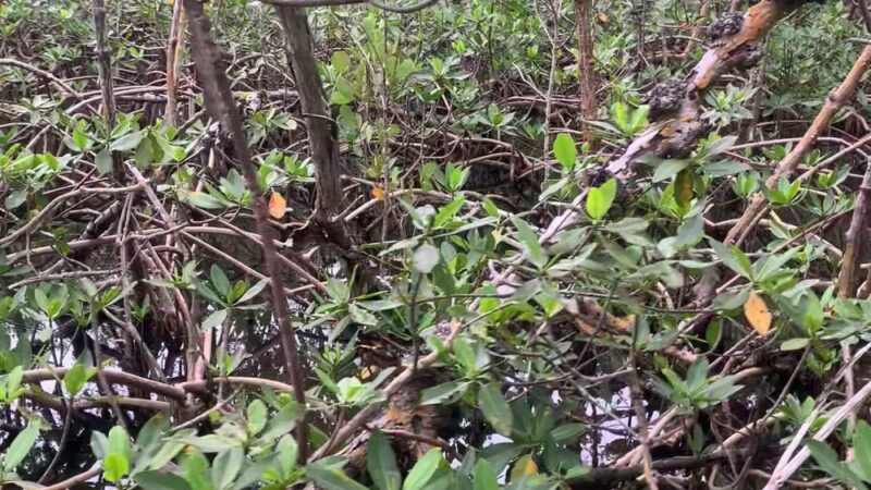 West Matheson Hammock Park - Coral Gables, FL