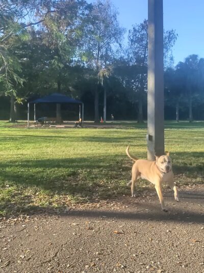 Dog park by kids school - Coral Springs, FL