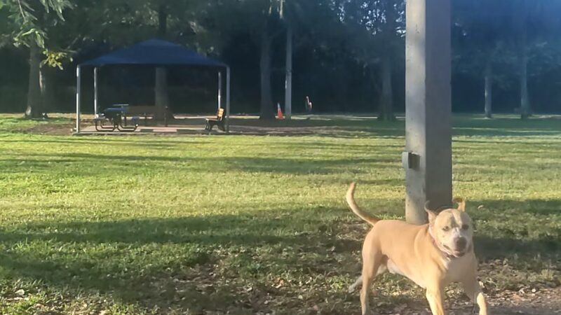 Dog park by kids school - Coral Springs, FL