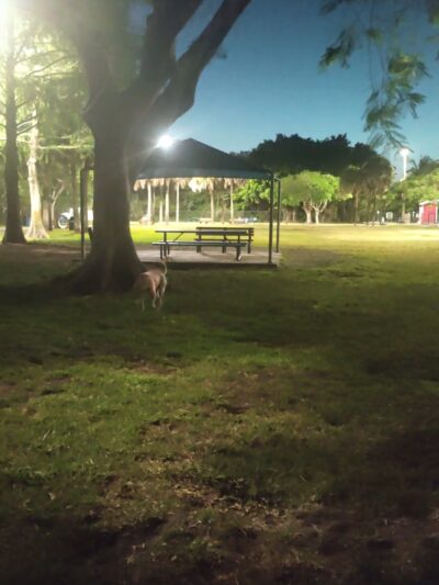 Dog park by kids school - Coral Springs, FL