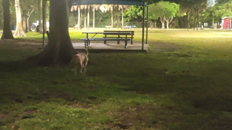 Dog park by kids school - Coral Springs, FL