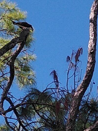 Lions Park - Coral Springs, FL