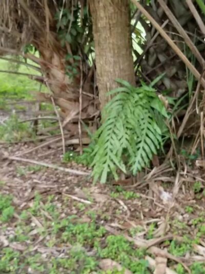 Ralph Diaz Memorial Park - Coral Springs, FL