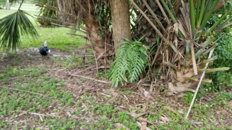 Ralph Diaz Memorial Park - Coral Springs, FL