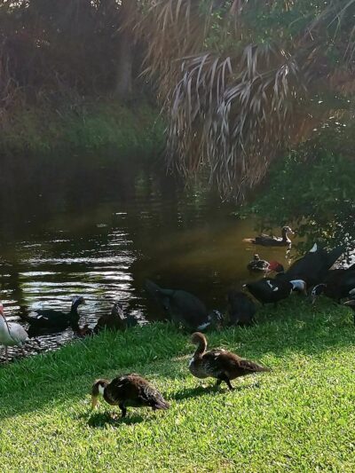 Ralph Diaz Memorial Park - Coral Springs, FL