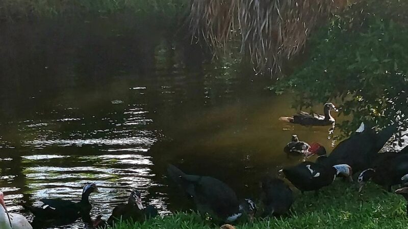 Ralph Diaz Memorial Park - Coral Springs, FL
