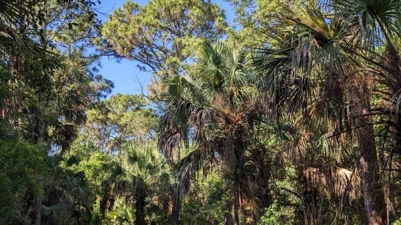 Sandy Ridge Sanctuary - Coral Springs, FL