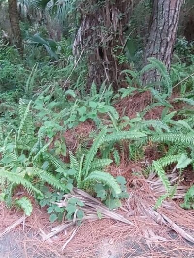 Sherwood Forest Park - Coral Springs, FL