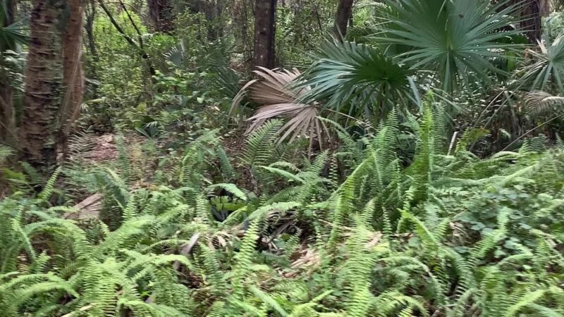 Sherwood Forest Park - Coral Springs, FL