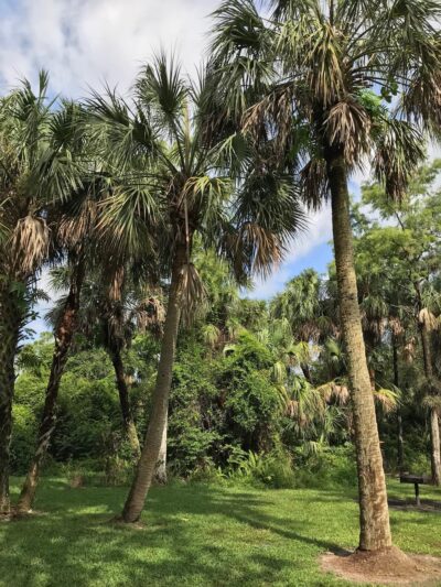 Sherwood Forest Park - Coral Springs, FL