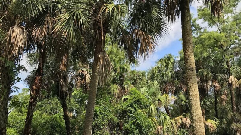 Sherwood Forest Park - Coral Springs, FL