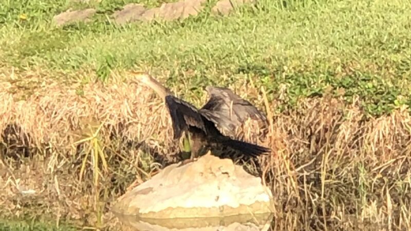 Windings Park - Coral Springs, FL