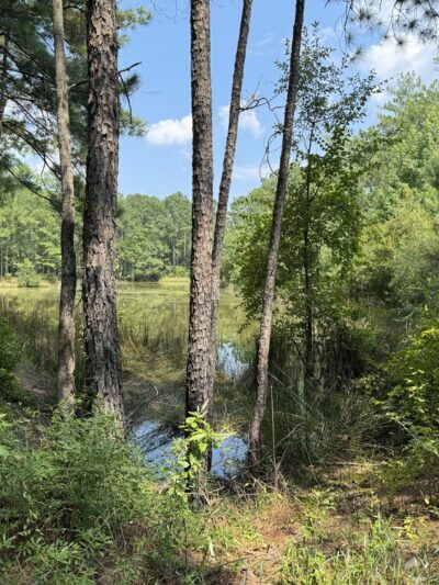 Jericho Horse Trail - Cordesville, SC