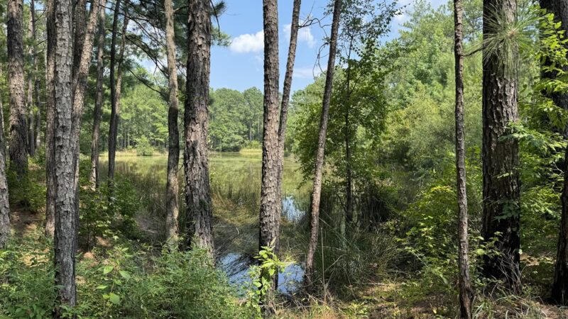 Jericho Horse Trail - Cordesville, SC