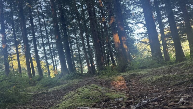 Nirvana Park - Cordova, AK