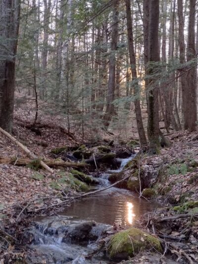 Lipfert Forest - Cornish, NH