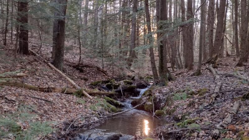 Lipfert Forest - Cornish, NH