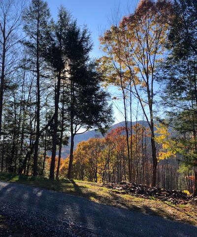 Lipfert Forest - Cornish, NH