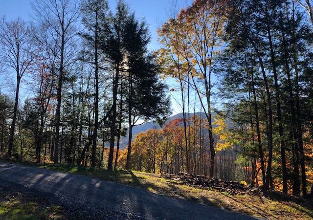 Lipfert Forest - Cornish, NH