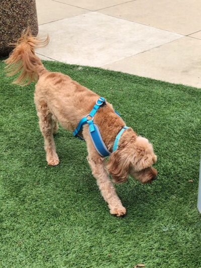 Newport Beach Dog Park - Corona Del Mar, CA