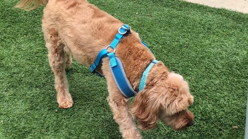 Newport Beach Dog Park - Corona Del Mar, CA