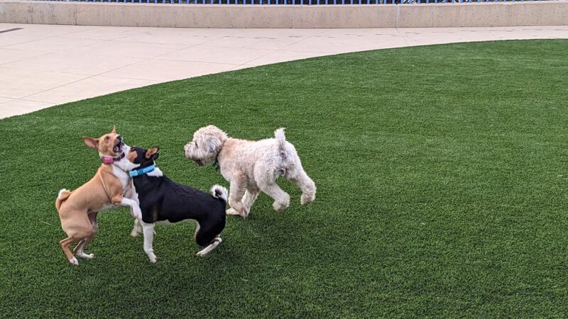 Newport Beach Dog Park - Corona Del Mar, CA