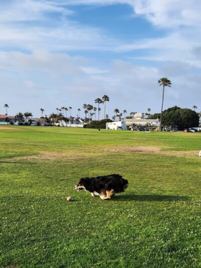 Coronado Cays Dog Park - Coronado, CA