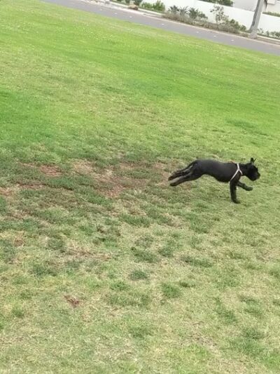 Coronado Cays Dog Park - Coronado, CA