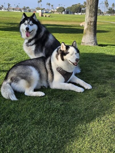 Coronado Cays Dog Park - Coronado, CA