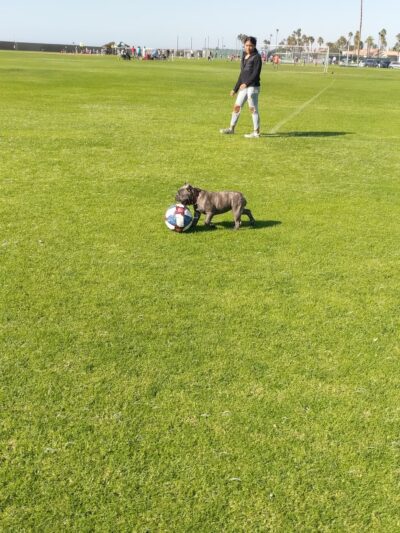 Coronado Cays Dog Park - Coronado, CA