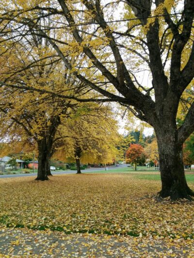 Cloverland City Park - Corvallis, OR