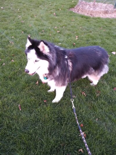 Cloverland City Park - Corvallis, OR