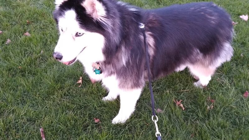 Cloverland City Park - Corvallis, OR