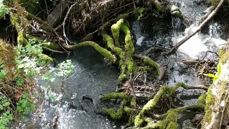 Dr. Martin Luther King Jr Park - Corvallis, OR