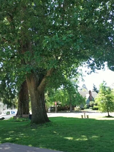 Franklin Square Park - Corvallis, OR