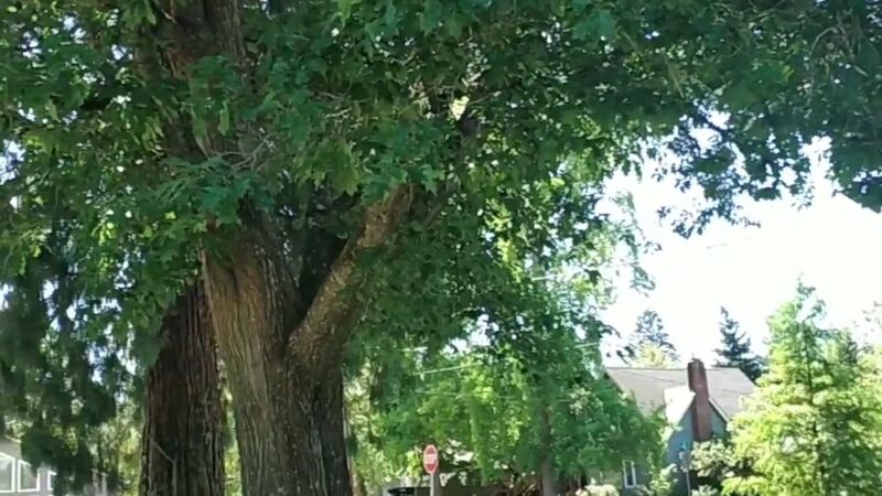 Franklin Square Park - Corvallis, OR