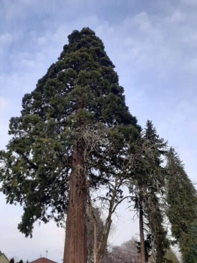 Franklin Square Park - Corvallis, OR