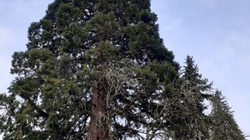 Franklin Square Park - Corvallis, OR