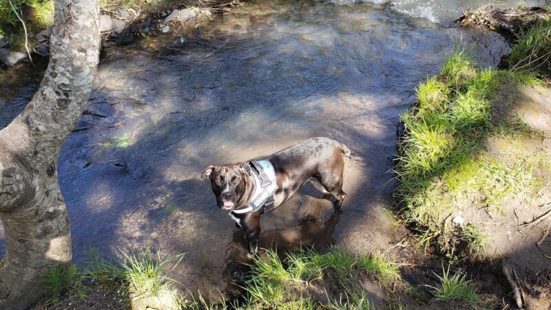 Porter Park - Corvallis, OR