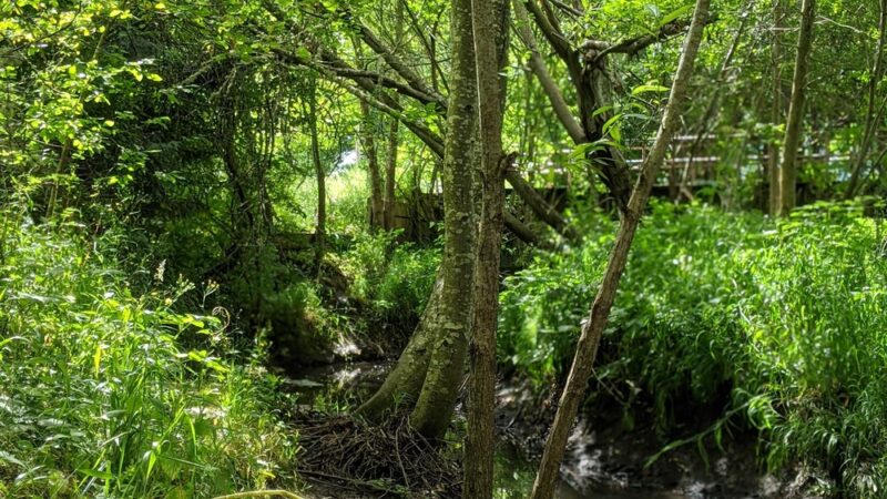 Porter Park - Corvallis, OR