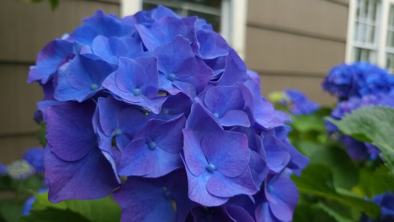 Washington Park - Corvallis, OR