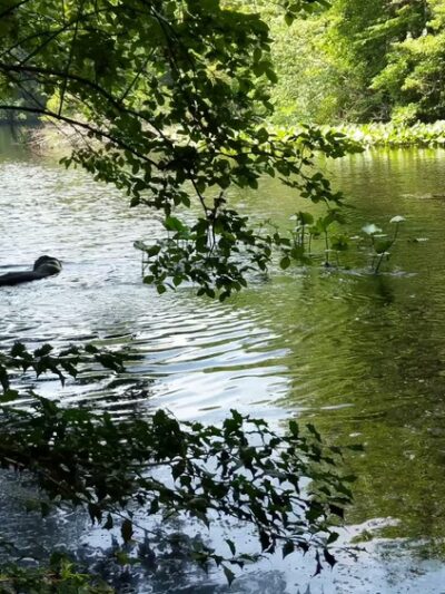 Montgomery Pinetum - Cos Cob, CT