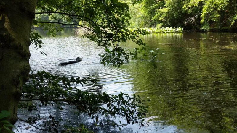 Montgomery Pinetum - Cos Cob, CT