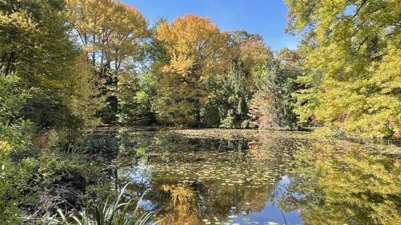 Montgomery Pinetum - Cos Cob, CT